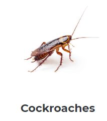 Coclroaches